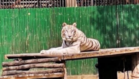 white tigress veena rani