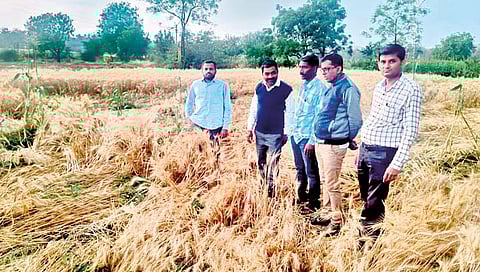 गारपीट,अवकाळीमुळे निम्म्या मराठवाड्यातील पिके आडवी; भरपाईची मागणी