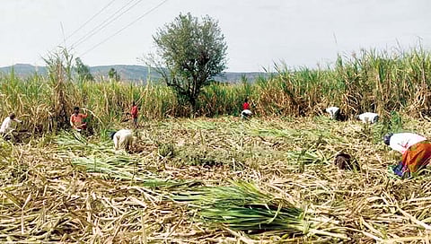 सातारा : शिंपडून रक्ताचं पाणी; शिवारा-शिवारात कष्टाची कहाणी