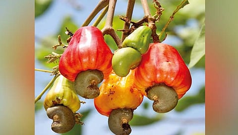 कोकणात साडेतीन हजार हेक्टर फळबागायतींची हानी