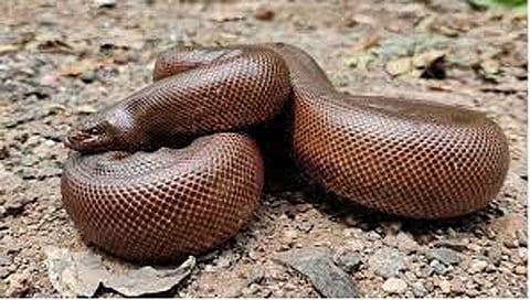 नाशिक : लाखांतील मांडूळ तस्करांवर सौदापार्टीचा गोळीबार