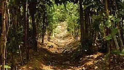 मुंबई होणार मियावाकी जंगलांचे शहर !