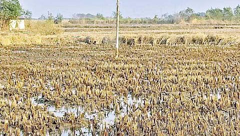 ‘सरकारने खारजमीन कायद्यात बदल करणे गरजेचे’