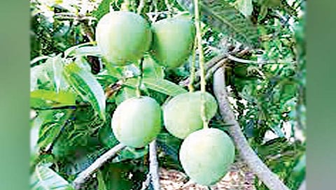 अवकाळीमुळे हापूस आंब्याचा गोडवा हरपणार