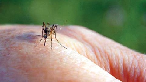 बायकोला डास चावला, नवरोबाची थेट पोलिसांकडे तक्रार!