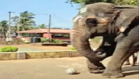 हत्तीणीला आवडतो फुटबॉल!