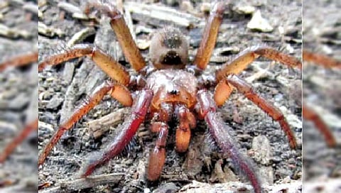 मोठ्या आकाराच्या कोळ्यांच्या नव्या प्रजातीचा ऑस्ट्रेलियात शोध