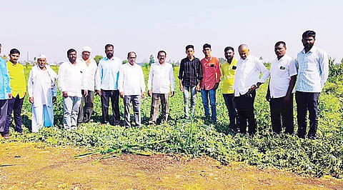 बेलापूर : नुकसानीचे पंचनामे करण्याचे विखेंचे आदेश; शरद नवले यांची माहिती