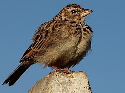 मावळात आढळला दुर्मिळ लालकंठी तिरचिमणी; पक्षी वैभवात अजून एक मानाचा तुरा