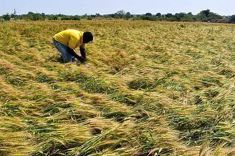 पीक नुकसान भरपाई : ‘अग्रीम’साठी राजकीय पक्षांनी ठोकला शड्डूू!