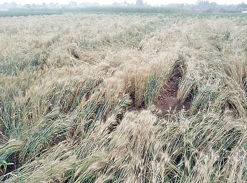 नारायणगाव : जोरदार वार्‍यामुळे गव्हाचे नुकसान; आंबा मोहोर गळाला