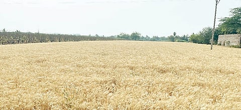 उंडवडी : अवकाळीच्या भीतीने शेतकरी धास्तावला; काढणीस आलेली पिके धोक्यात