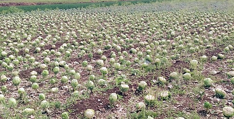 पारगाव : बाजारभावाअभावी कोबीचे पीक दिले सोडून