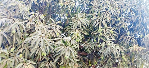 पेठ : उन्हाने कैर्‍या गळणे सुरू; आंबा पिकास धोका