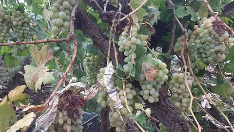 नाशिकच्या निफाडला अवकाळी पावसाचा तडाखा; द्राक्ष, गहू, कांदा पिकांचे मोठे नुकसान