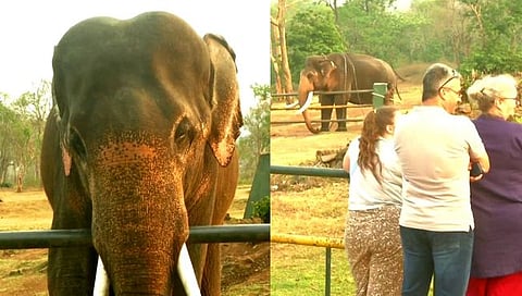 The elephant whisper's