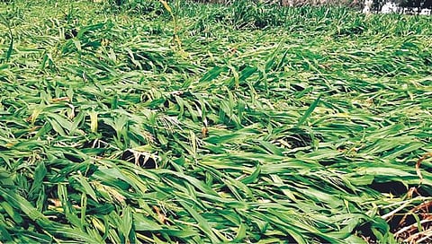 सातारा : ‘अवकाळी’चा 483 हेक्टर शेतीला तडाखा