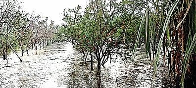 भवानीनगर : कालव्याचे पाणी शेतात; शेतकरी घायकुतीला