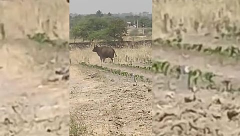 सांगली : जत तालुक्यात माडग्याळ परिसरात गवा रेड्याचे दर्शन