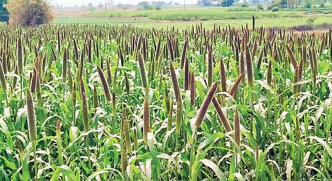 नागपूर परिसरात उन्हाळी बाजरीचे पीक फुलोर्‍यात