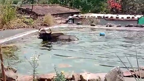 गवा रेड्याचे शेततळ्यात स्‍विमिंग