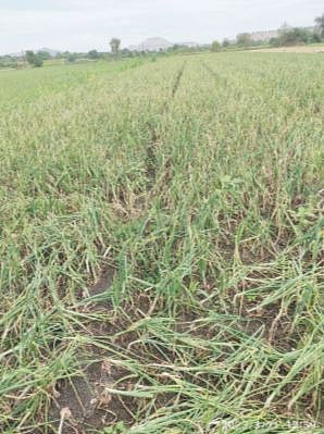 शेकडो एकरावरील कांदापात करपली