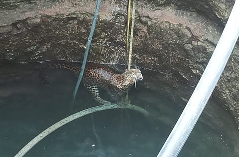  शिंगवे (ता. आंबेगाव) येथील गाढवेवस्ती सावजाचा पाठलाग करताना विहिरीत पडलेला बिबट्या. (छाया : किशोर खुडे)