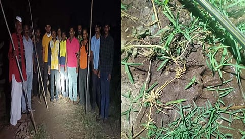 बिबट्या सद्ष्‍य प्राण्याचे दर्शन  