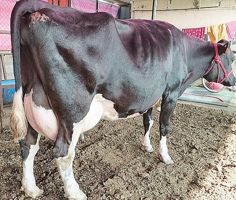 मंचर : ‘सोनू’ झालीय सोशल मीडियाची ‘स्टार’; 2 लाख 51 हजार रुपयांना खरेदी