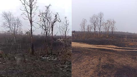 ठाणे: टोकावडे येथील दीडशे एकरातील वनसंपदा जळून खाक