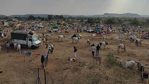 खरसुंडी जनावरांच्या यात्रेत सात कोटींची उलाढाल; तीन राज्यातील शेतकरी आणि व्यापाऱ्यांचा सहभाग
