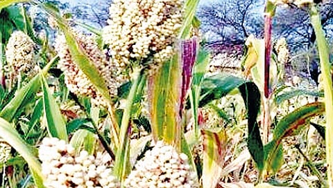 राज्यात ज्वारीचा पेरा घटला; दर प्रतिक्विंटल ४ हजारांवर