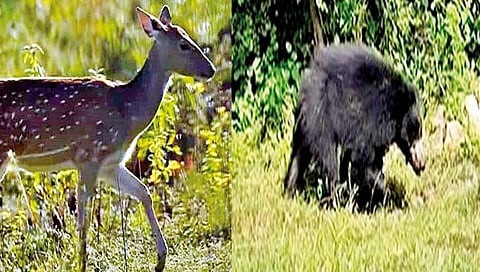 सातारा : कारगाव अन् पिसाडीला लाभले निसर्ग सौंदर्य