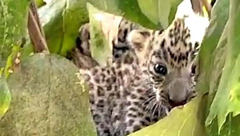 वाशिम: कोळंबी परिसरात बिबट्याचे दोन बछडे आढळले