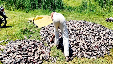 सातारा : दूषित पाण्यामुळे मृत झालेले तीन टन मासे विकले