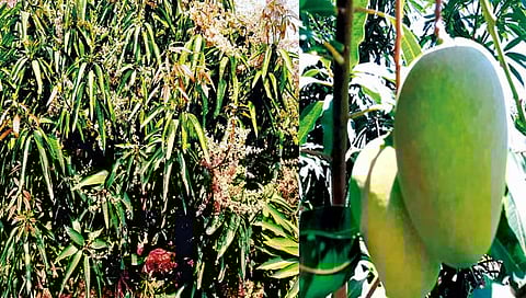 जागतिक होमिओपॅथी दिन : विषमुक्त शेतीसाठी होमिओपॅथीचा पर्याय प्रभावी