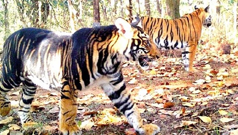 गौरव : ‘मयूरभंज’ची नवी ओळख