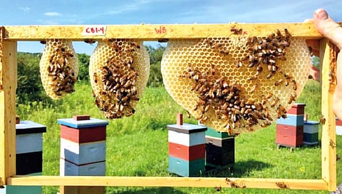 कोल्हापूर : पाटगावात होणार ‘हनी टूरिझम’