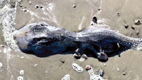 समुद्रकिनारी आढळला एलियन्ससारखा जीव