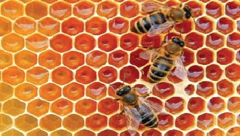 मधमाश्यांच्या पोळ्यातून शहराचीही समजते माहिती!