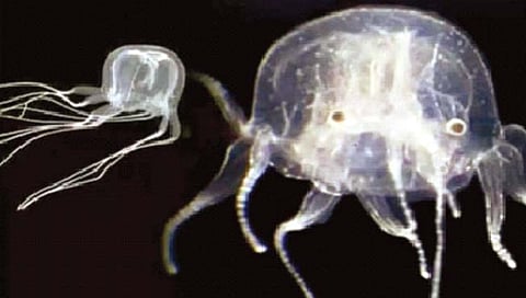 24 डोळे आणि महाभयंकर विष