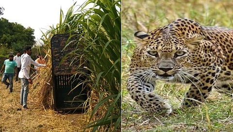 Nashik : पाथर्डी शिवारात बिबट्याचा धुमाकूळ ; वनविभागाने लावला पिंजरा