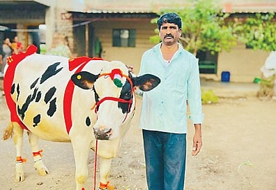 कर्दनवाडी येथील गायीला दोन लाख 11 हजार रुपयांची किंमत मिळाली.