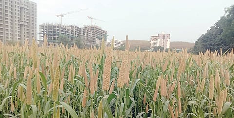 काँक्रीटच्या जंगलात बहरली बाजरी; मोशी परिसर पीक फुलोर्‍यात