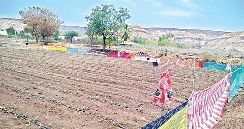 दिवे : वन्यप्राण्यांची मानवी वस्तीकडे धाव; पाणवठे आटले