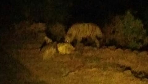 कोल्हापूर : दानोळीत तरस सदृश्य प्राण्याचे दर्शन