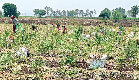 महाळुंगे पडवळ : कांदा काढणीत अडथळे; शेतकरी हैराण