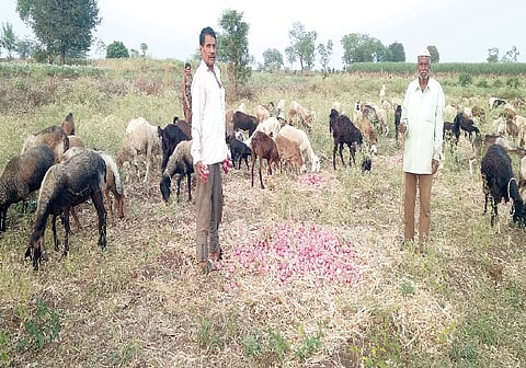 न्हावरे : कांद्याच्या शेतात सोडल्या मेंढ्या; बाजारभाव मिळत नसल्याने शेतकरी हवालदिल