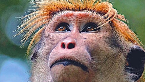 Monkey Business : पाकने गाढवे विकल्यानंतर चीनची श्रीलंकेत माकड खरेदी!