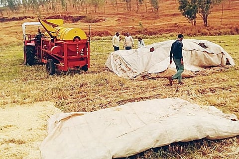 भोर तालुक्यात अवकाळी पावसामुळे रब्बी पिकांचे नुकसान